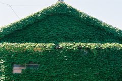 Green house