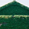 Green house