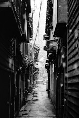 路地裏牡丹