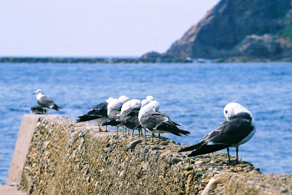 はねやすめ