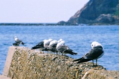 はねやすめ