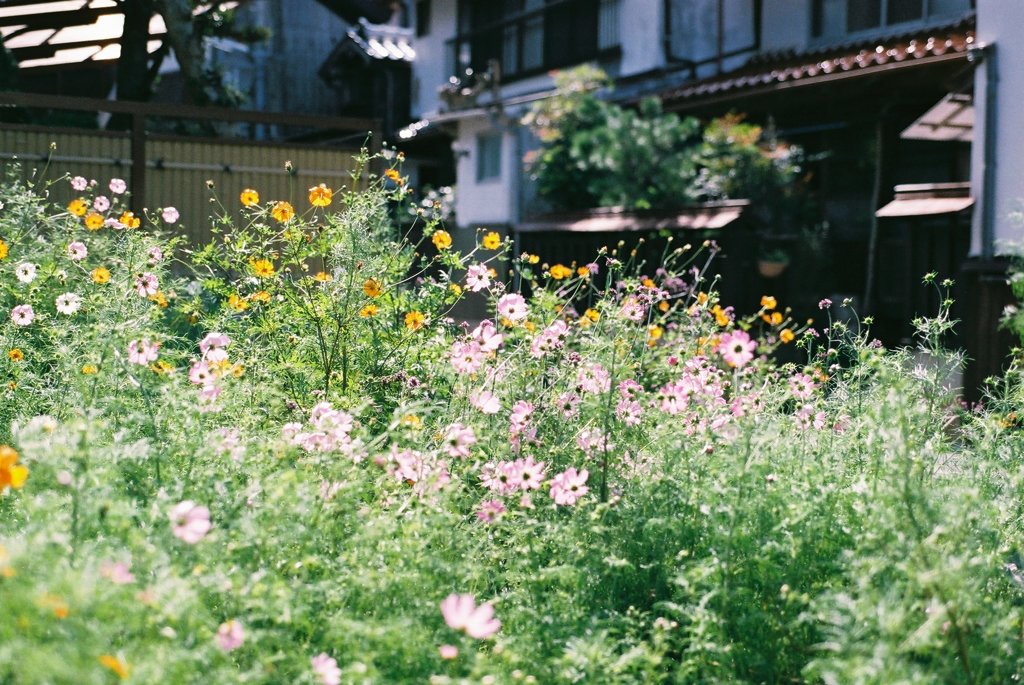 秋桜