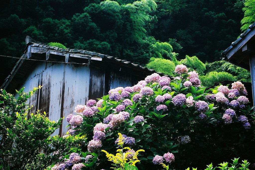 集落の奥地