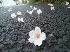 舞い落ちた桜