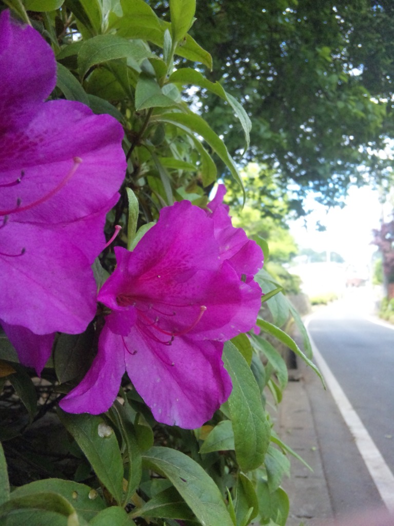 つつじの花