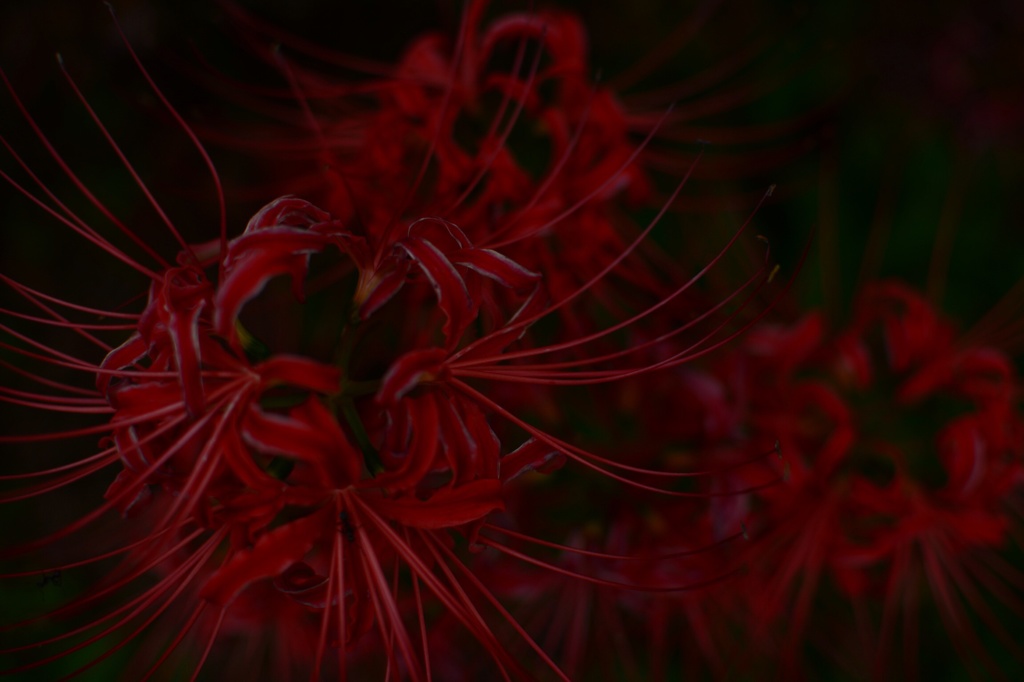 曼珠沙華2