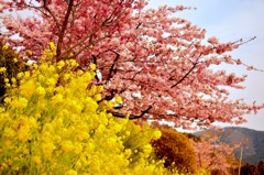 菜の花と桜3