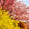 菜の花と桜3
