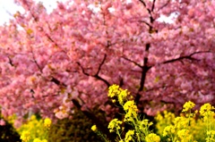 菜の花と桜