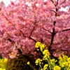 菜の花と桜