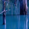 青い池②