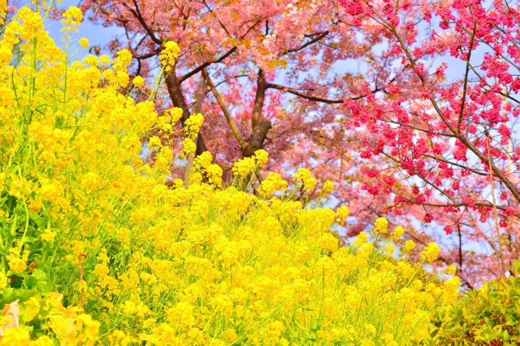 菜の花と桜2