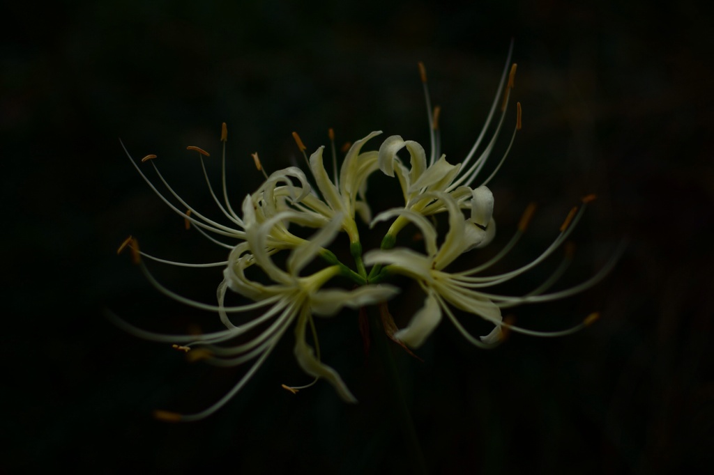 曼珠沙華4