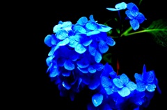 紫陽花①
