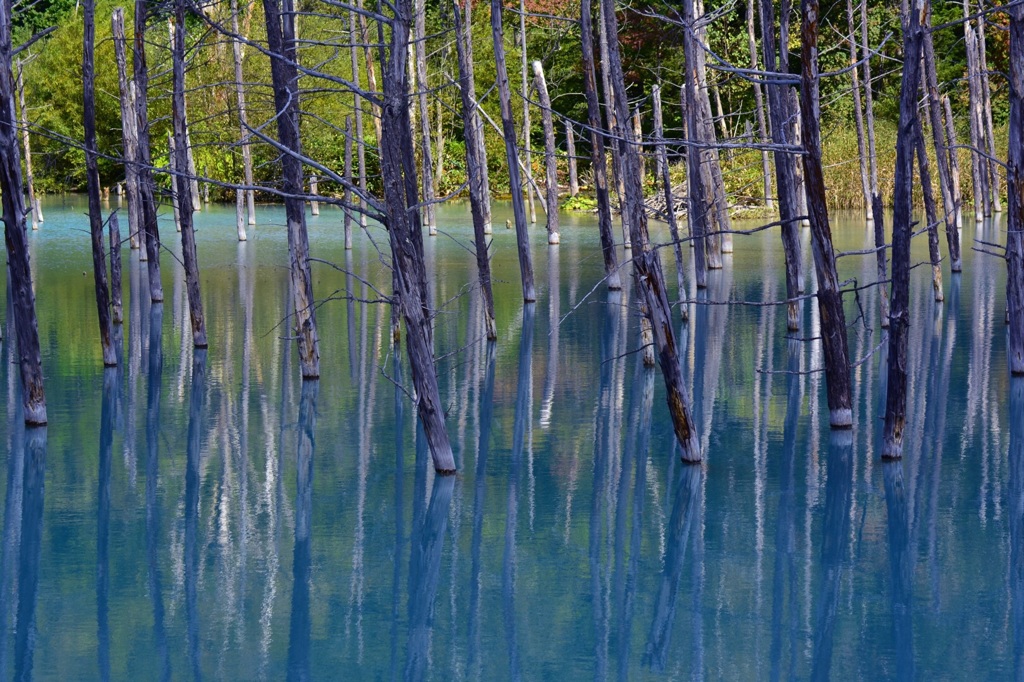 青い池③