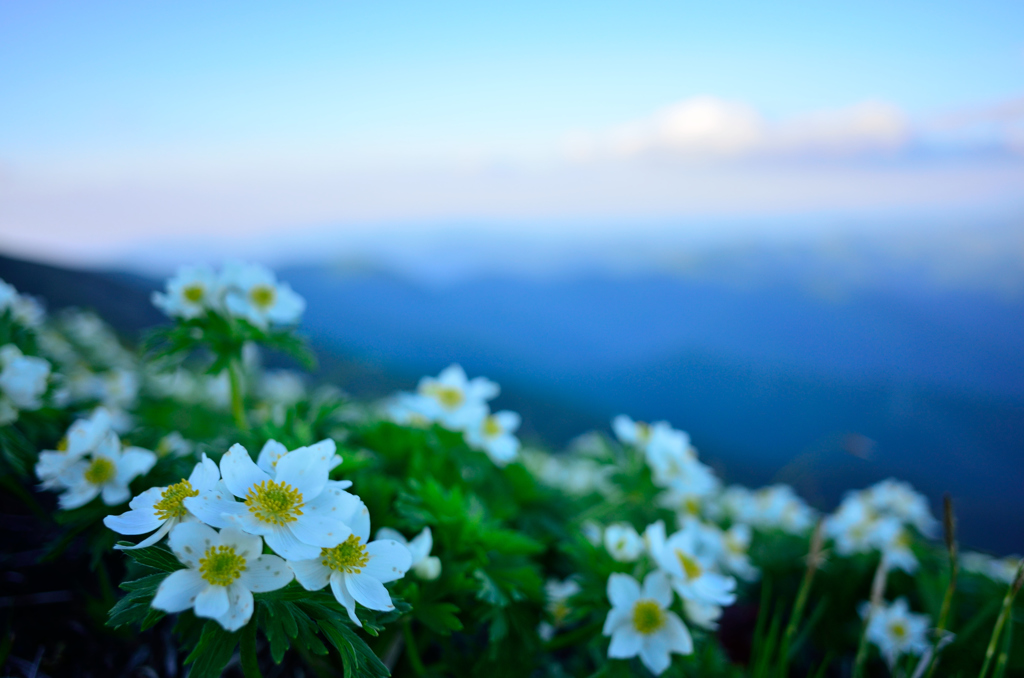 お花畑②