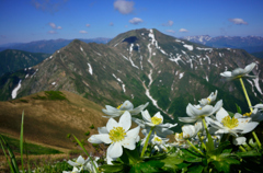 山と花②