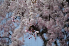 枝垂桜