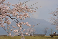 桜島と桜