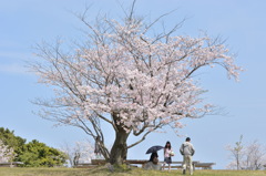 家族と桜