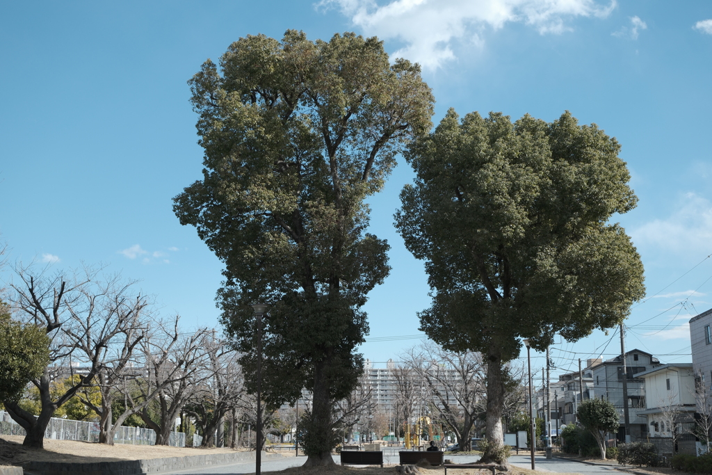 公園の２本の木
