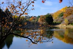 晩秋の池
