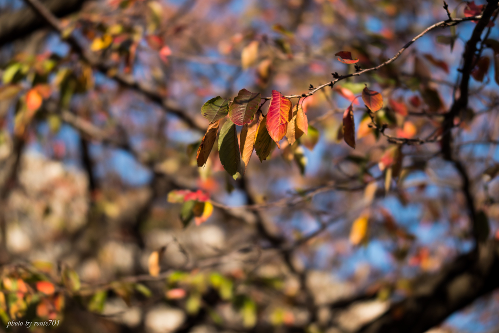 山手の紅葉