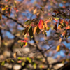 山手の紅葉