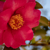 冬の花