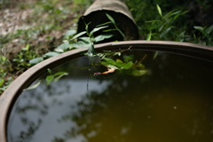 水盆