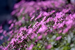 道端の草花