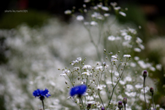 White and blue