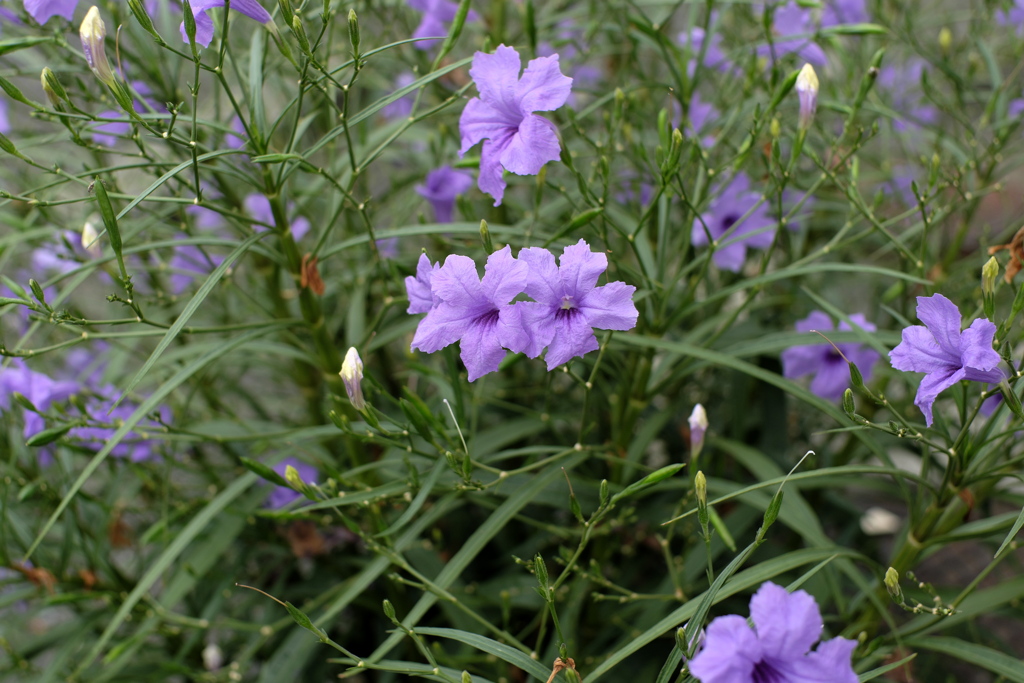 紫の花