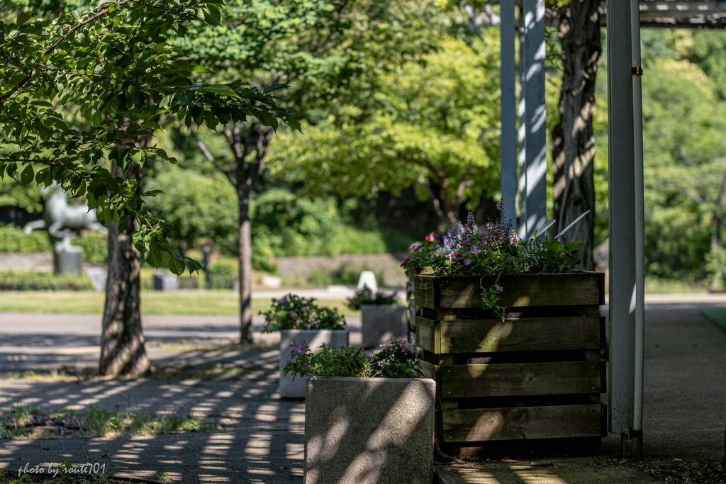 公園散歩