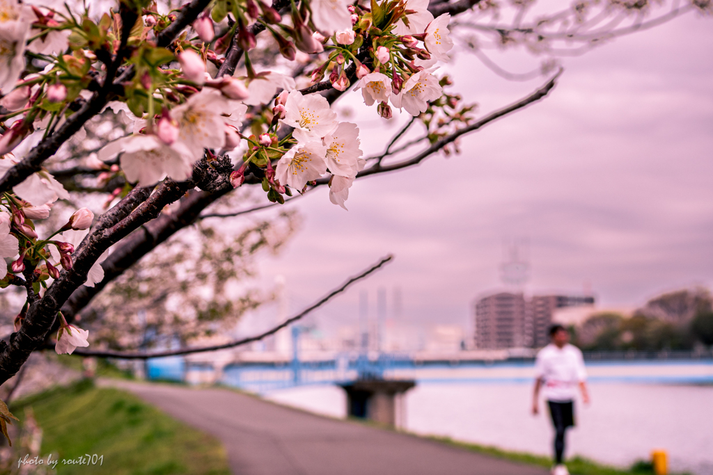 河畔の桜