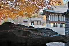 コリア庭園の秋