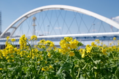 河畔の菜の花