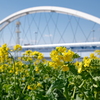 河畔の菜の花