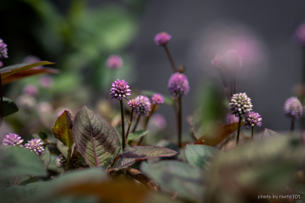 野草