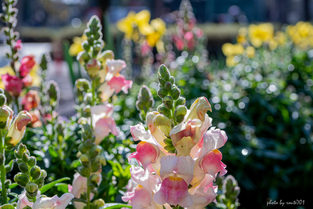 陽ざしの中の花壇