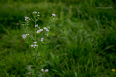 野の花