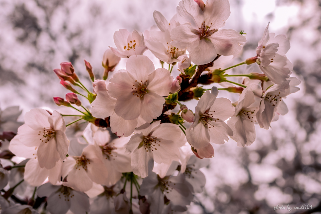 開花