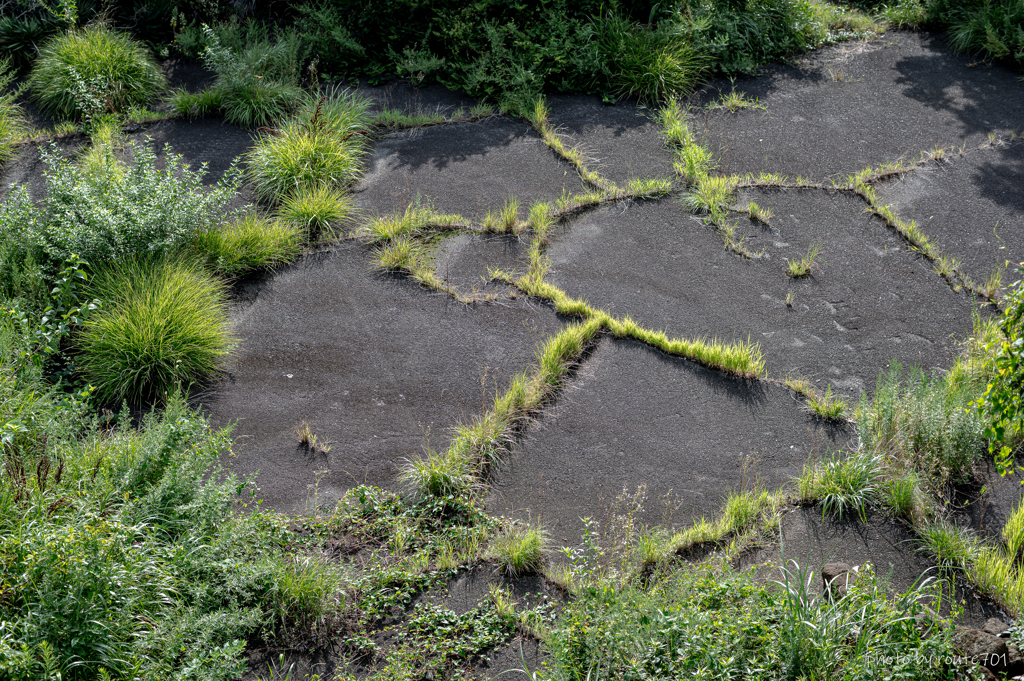 野草進出