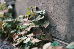 路肩の草