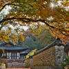公園の朝