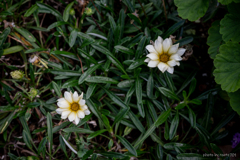 道端の草花