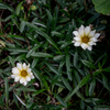 道端の草花