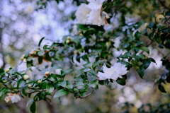山茶花