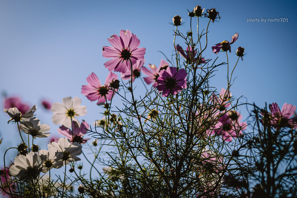 秋の花