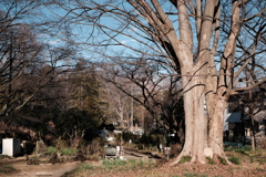 散歩道